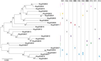 Borrelia Infection in Bank Voles Myodes glareolus Is Associated With Specific DQB Haplotypes Which Affect Allelic Divergence Within Individuals